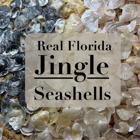 REAL HAND PICKED FLORIDA JINGLE SHELLS SEASHELLS DIY CRAFTING CRAFTS MIXED LOT - Picture 1 of 16